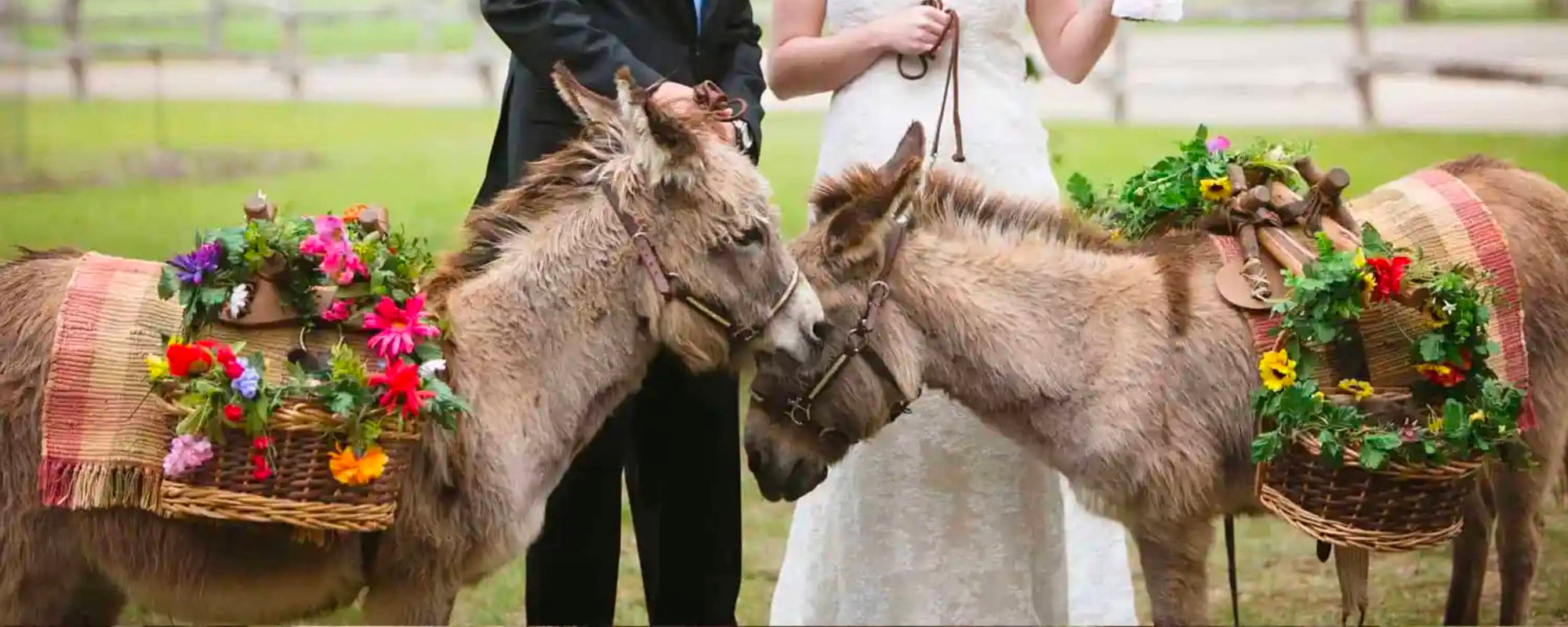 Wedding Donkeys and Other Unique Wedding Ideas