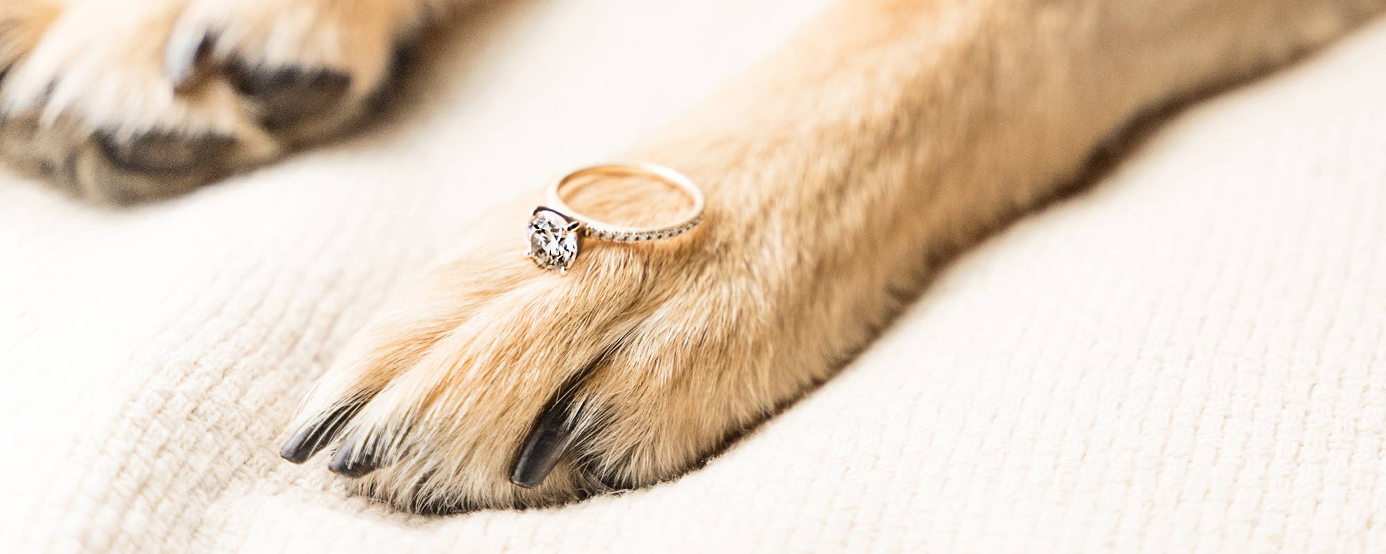 8 Ways You Can Include Pets in Your Wedding