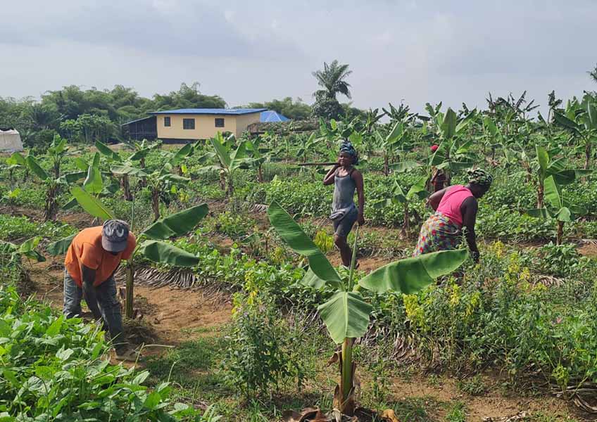 Farmers working at THE GREENER DIAMOND AGRICULTURAL TRAINING CENTER in LIBERIA